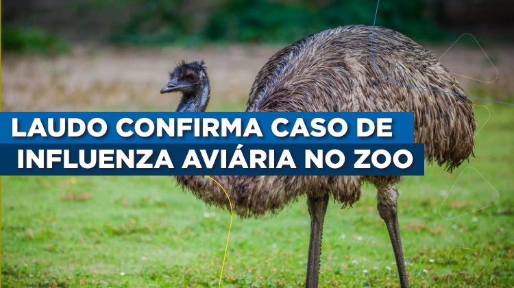 Capa da notícia: Laudo confirma caso de influenza aviária em ave silvestre do Zoológico de Brasília